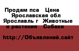 Продам пса › Цена ­ 5 - Ярославская обл., Ярославль г. Животные и растения » Собаки   